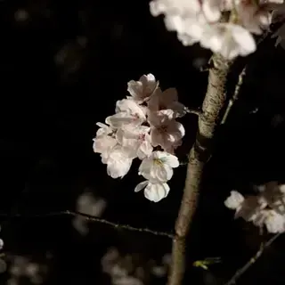 桜と最近の習慣